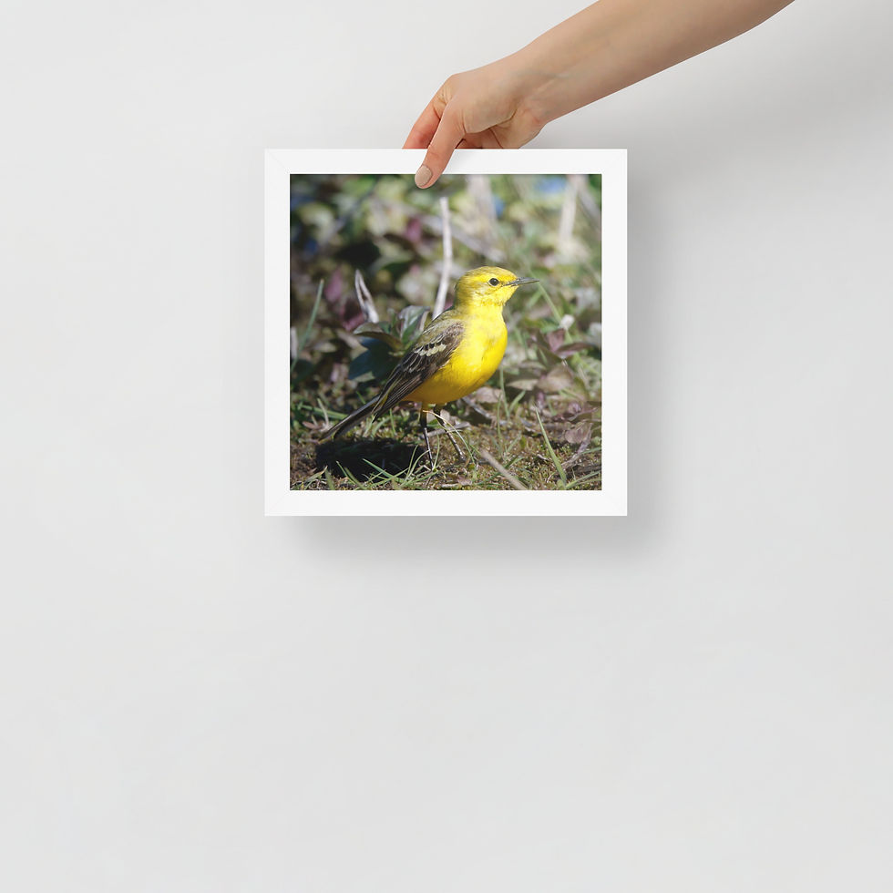 Thumbnail: Yellow Wagtail | Wildlife Fine Art Photography