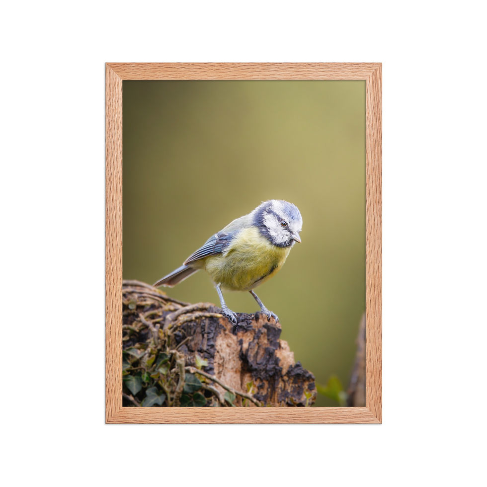 Thumbnail: Blue Tit | Wildlife Fine Art Photography