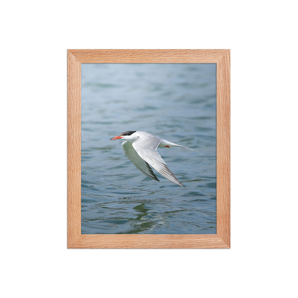 Thumbnail: Common Tern | Wildlife Fine Art Photography 