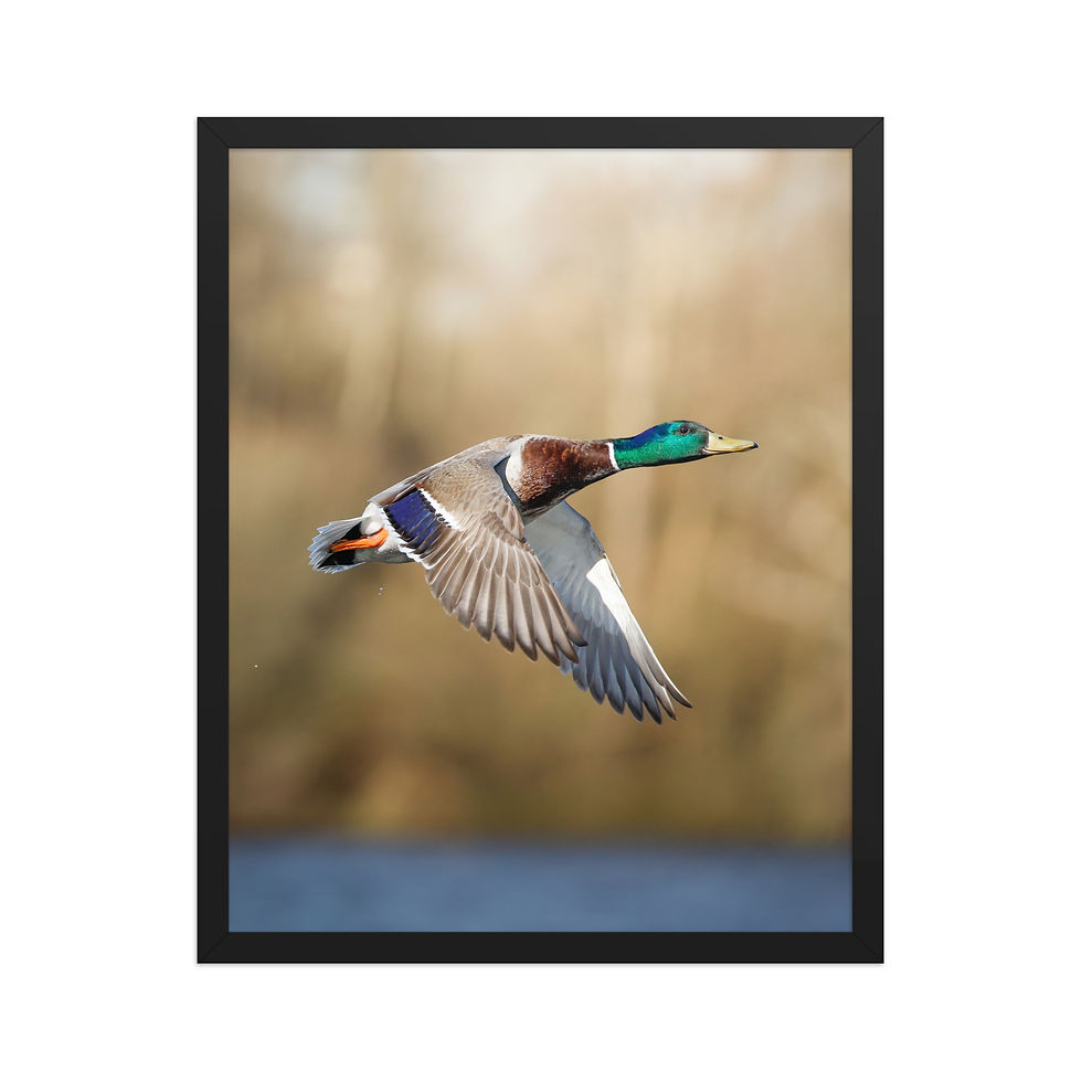 Thumbnail: Mallard Duck | Wildlife Fine Art Photography
