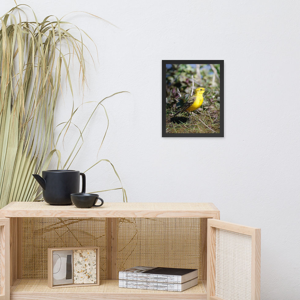 Thumbnail: Yellow Wagtail | Wildlife Fine Art Photography