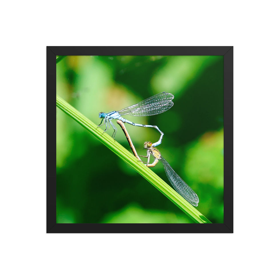 Thumbnail: Damselflies | Wildlife Fine Art Photography