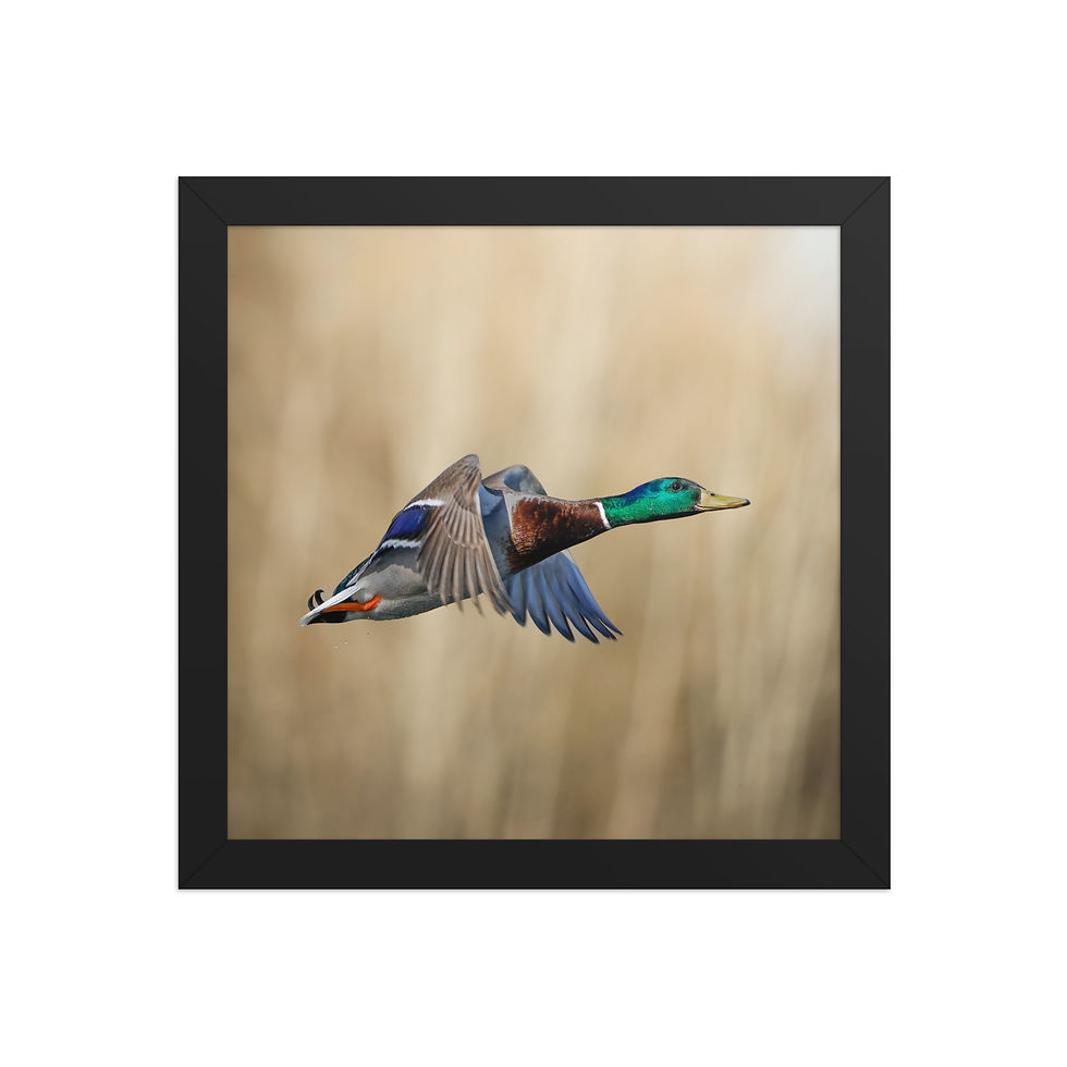 Thumbnail: Mallard Duck | Wildlife Fine Art Photography 