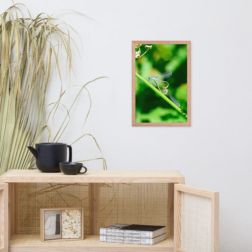 Thumbnail: Damselflies | Wildlife Fine Art Photography