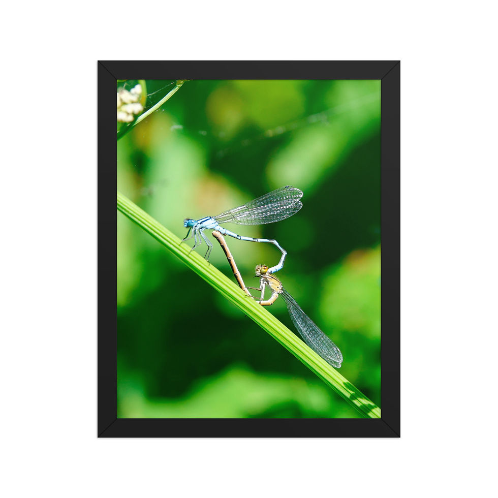 Thumbnail: Damselflies | Wildlife Fine Art Photography