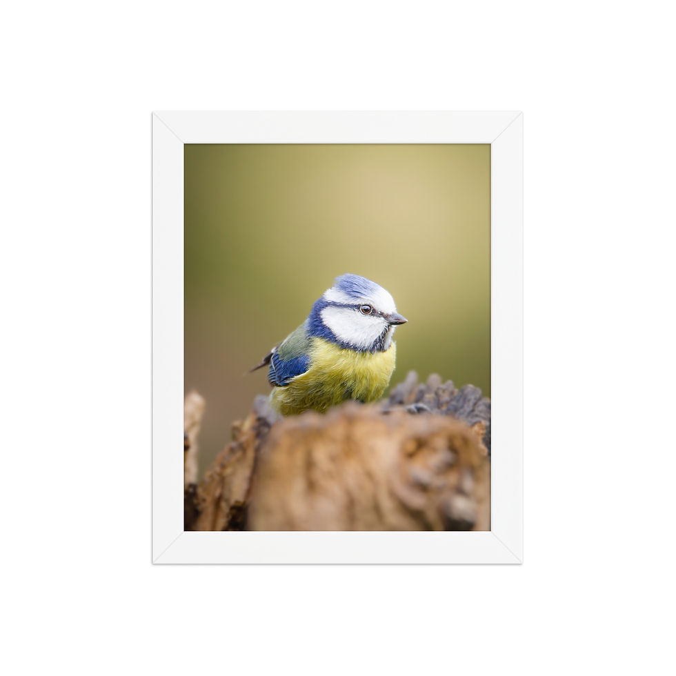 Thumbnail: Blue Tit | Wildlife Fine Art Photography