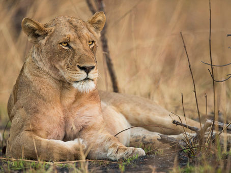 The Lioness and the Lambs