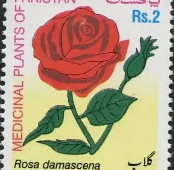 Damascene Roses in Herbal Medicine