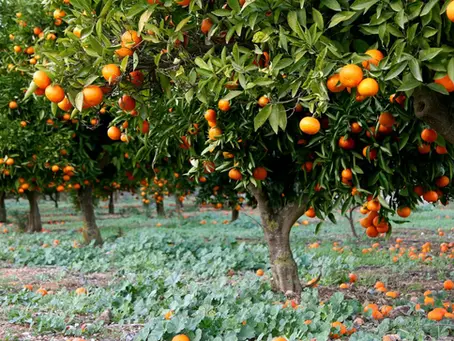 When the Tree Refuses to Bear Fruit