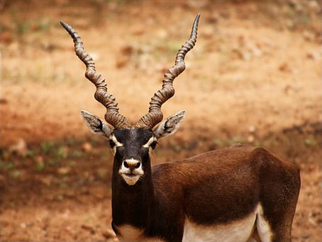 Hiran Minar | The Tower Built for a Blackbuck