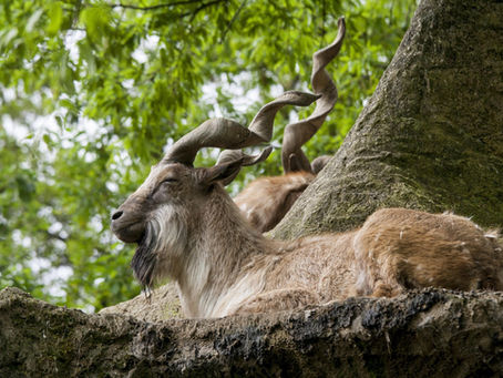 Animal Lore | The Markhor