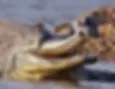 Gharial