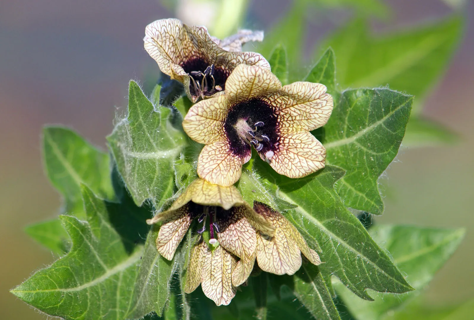 Henbane plant