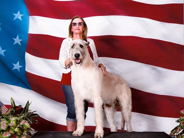 irish wolfhound breeders midwest