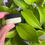 Thumbnail: Rescue Cream