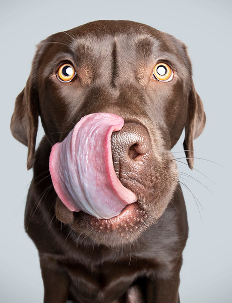 Enzo vom Pfotenkiez, ein fröhlicher Hund, der als treuer bester Freund dargestellt wird