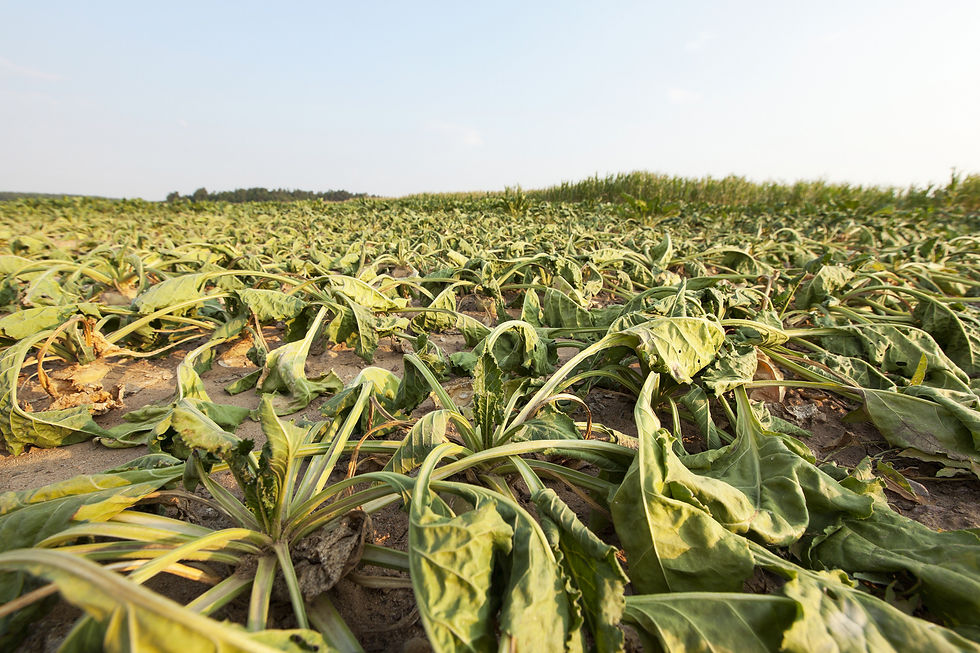 the agricultural field, which is growing by the drought dried sugar beet, summer, small