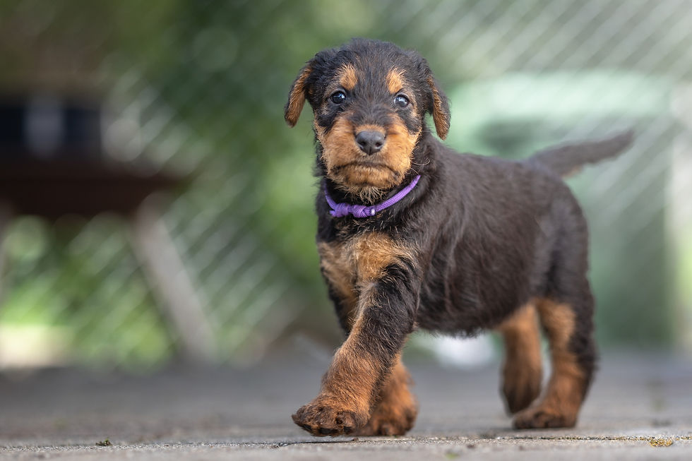 Airedale Terrier Welpe