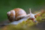 Weinbergschnecke