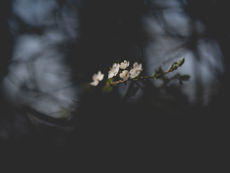 DUNKELHEIT HAT EINE SCHWÄCHE