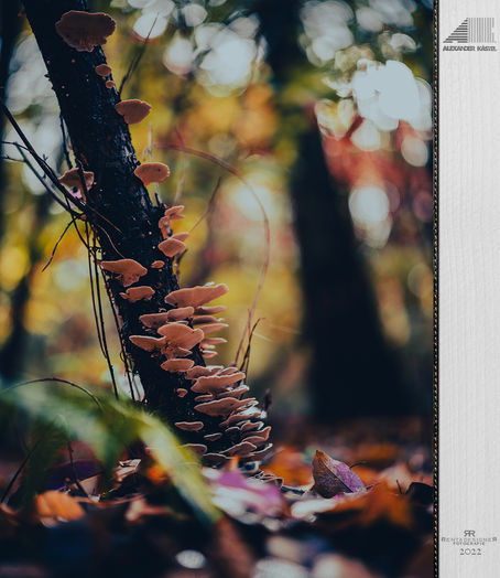 ENDE DES HERBSTES