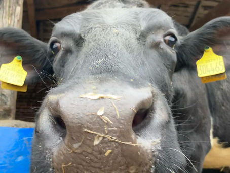 Cowes Milk