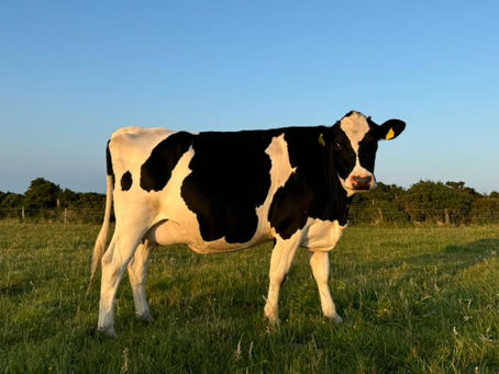 Aalin Dairy