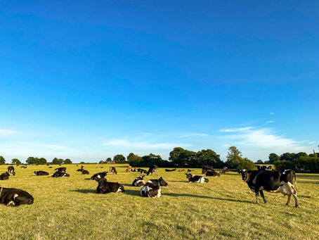 Plurenden Manor Farm