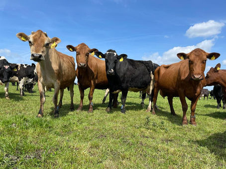 Bays Leap Organic Dairy Farm