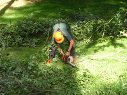 Logging a felled tree