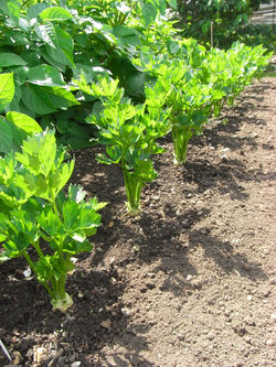 Home grown celeriac