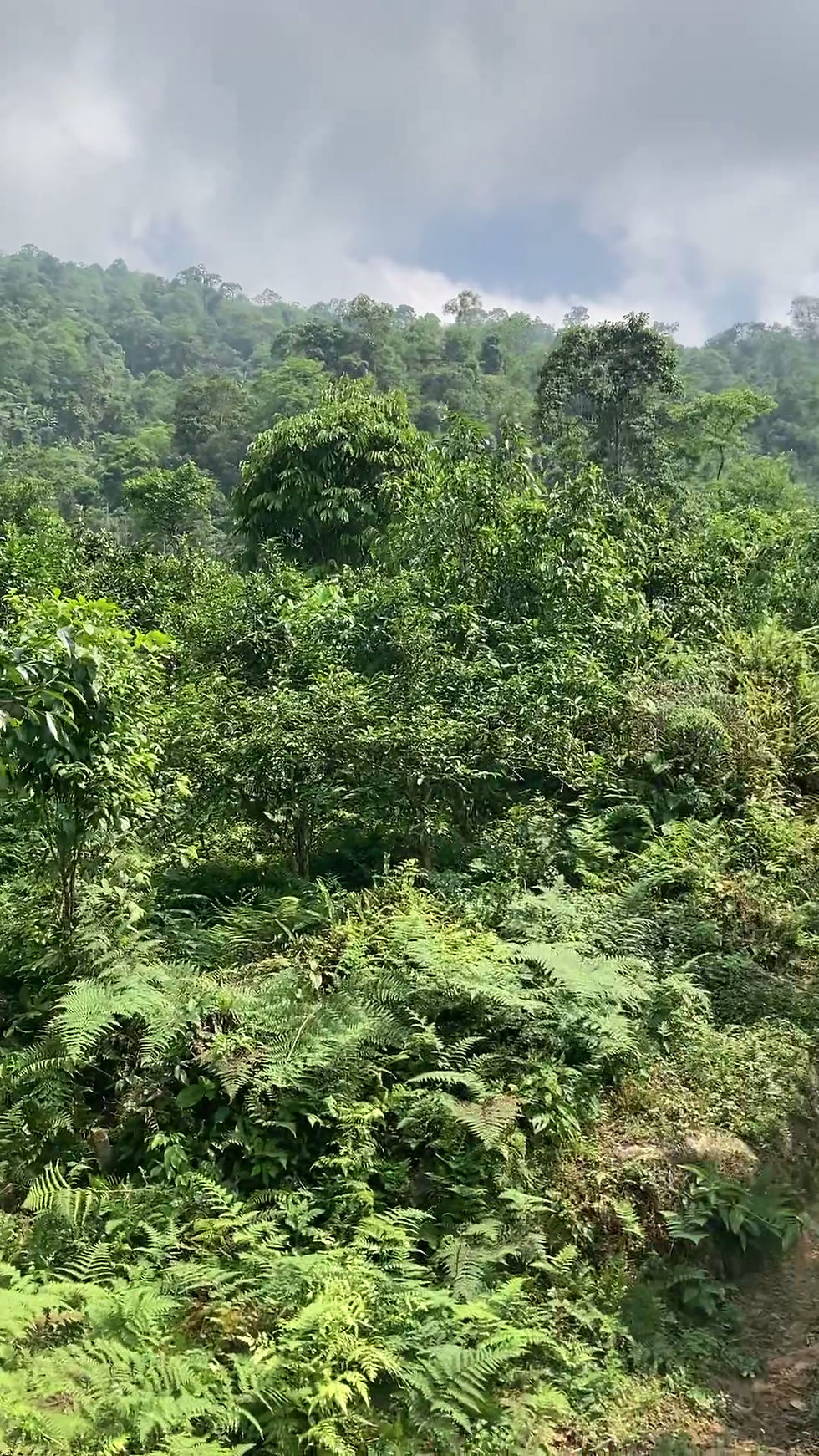 Thumbnail: Xà Phìn Raw Puerh Autumn 2025