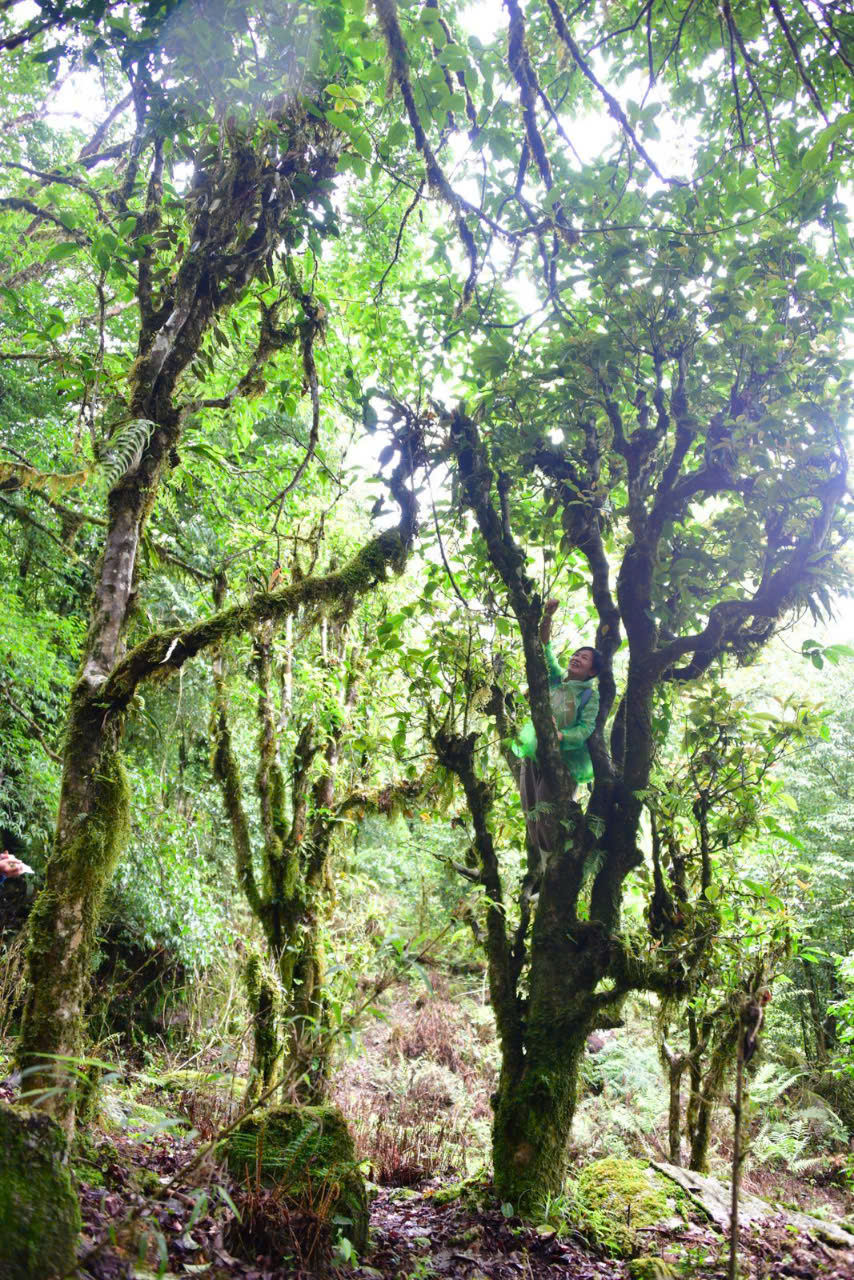 Thumbnail: Hà Giang Deep Forest Green Spring 2025