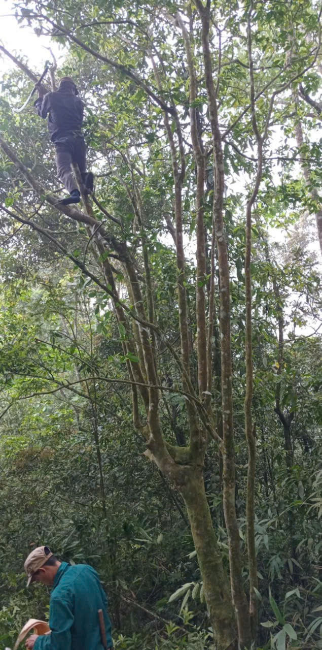 Thumbnail: Cao Bồ Tall Trees Spring 2025