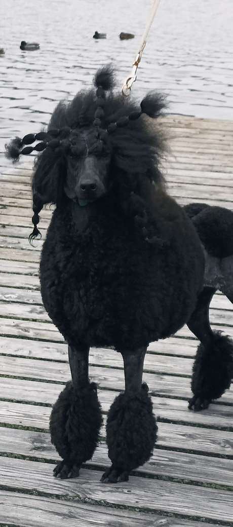 dombraconti.jpg
