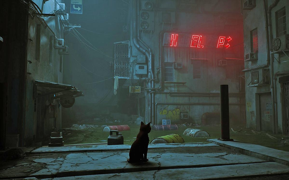 Stray cat exploring the Dead City