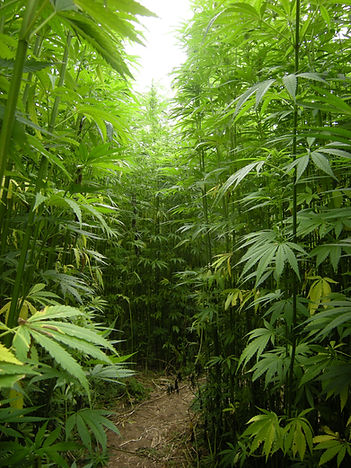 hemp forrest.jpg
