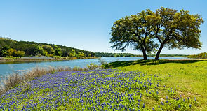 Beautiful bluebonnets along a lake in the Texas Hill Country