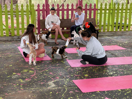 Mindful Movement with Goats in Harpersville, AL: Playful Wellness for Every Body