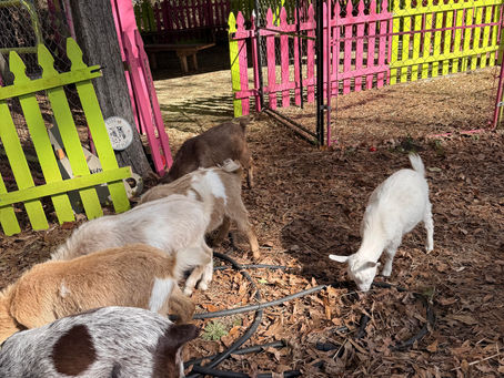 Make It the G.O.A.T. Day: Private Goat Party Ideas for Birthdays and Gatherings in Alabama