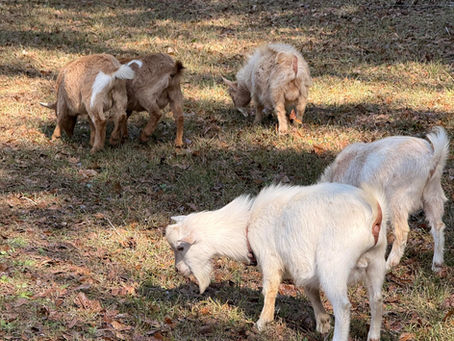 Come for the Sunset, Stay for the Smiles — Leave with Goat Glitter on Your Heart ✨