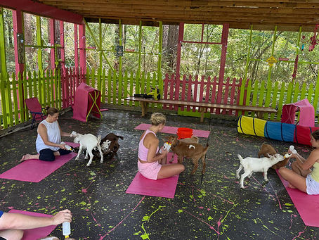 Affordable Goat Yoga Near You in Harpersville ๐๐ฟ