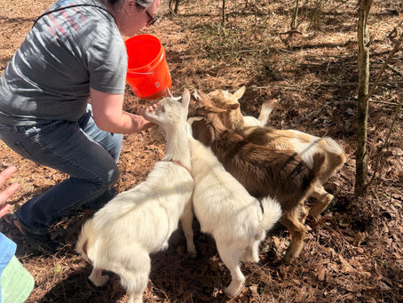 Bring the Herd: Family-Friendly Outdoor Wellness with Goats in Sweet Home Alabama
