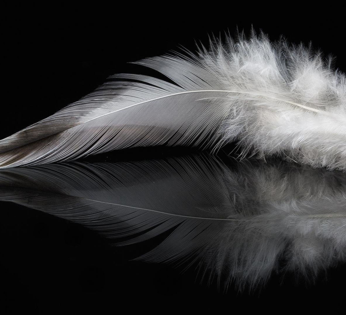 feather-wallpaper-hd-2048x1080-460542.jpg