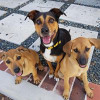 Belle with  PAW BVI Pups