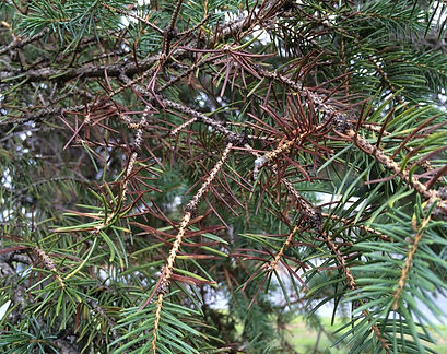 Rhizosphaera Needle Cast