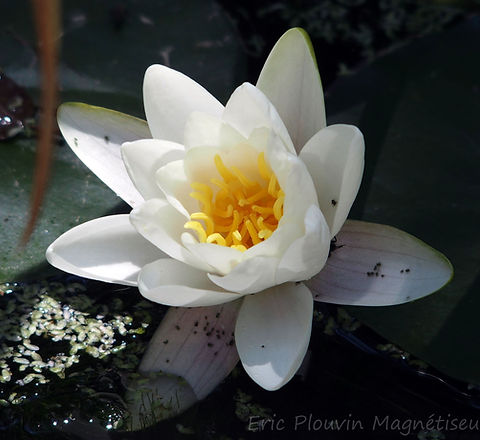 Nénuphar blanc_EPM.jpg