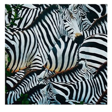 Zebras 36 x 36