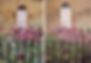 Allium (painting on right)