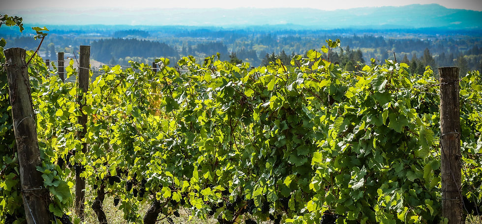 VINES Harvest-3685_edited.jpg